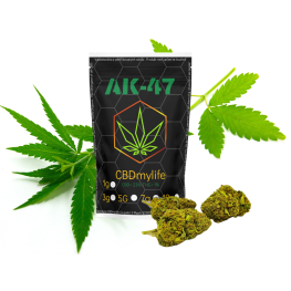 CBD konopí AK-47