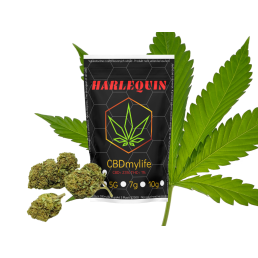 CBD konopí Harlequin