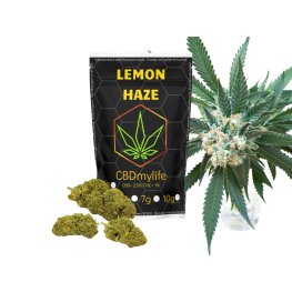 CBD konopí Lemon Haze