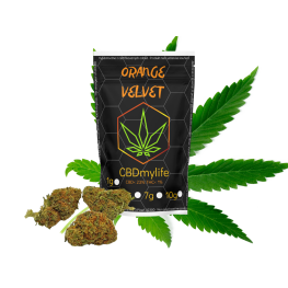CBD konopí Orange Velvet -CBD konopí Orange Velvet